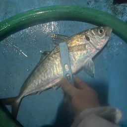 アジ