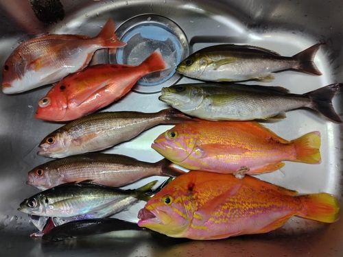 アカイサキの釣果