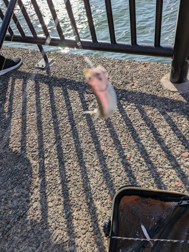 カタクチイワシ