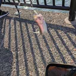 カタクチイワシ