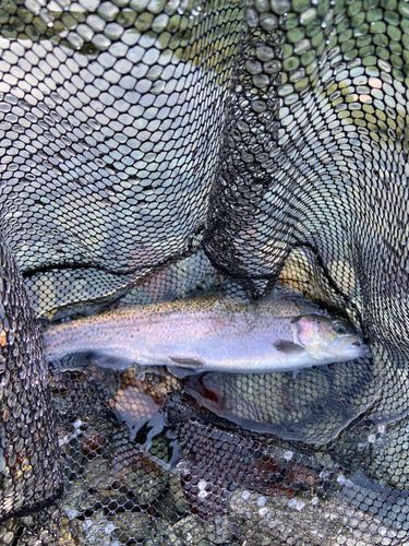 ニジマスの釣果