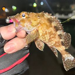カサゴ