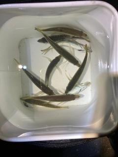 マアジの釣果