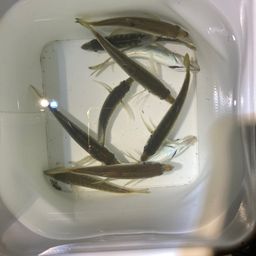 マアジ