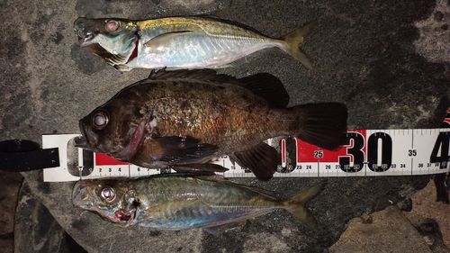 メバルの釣果