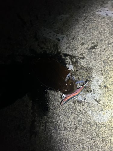 コウイカの釣果
