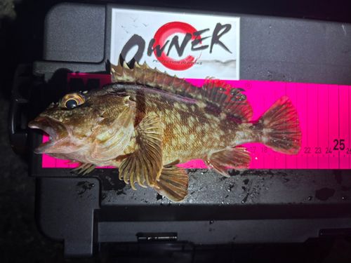 カサゴの釣果