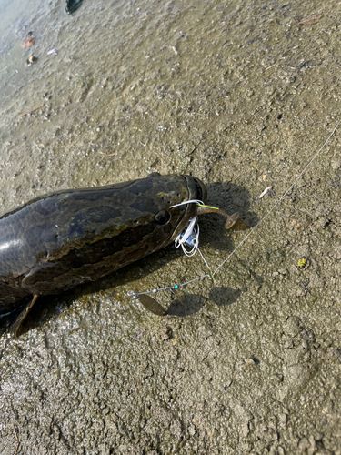 タイワンドジョウの釣果