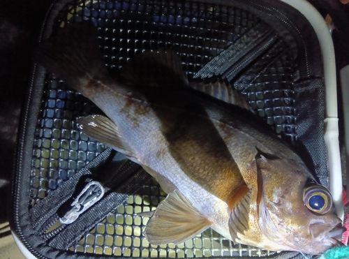 メバルの釣果