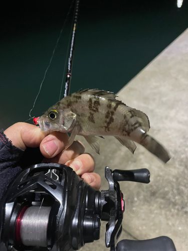 メバルの釣果