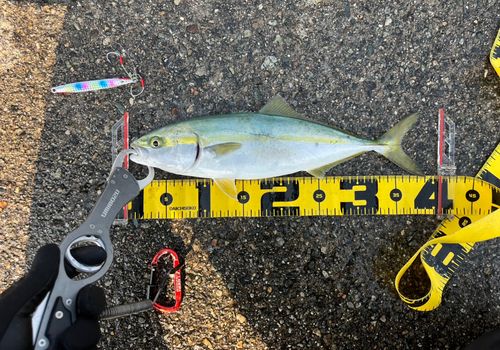 ツバイソの釣果