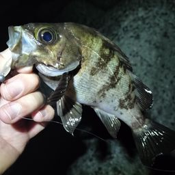 メバル