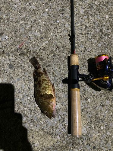 カサゴの釣果