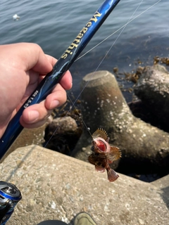 ガシラの釣果