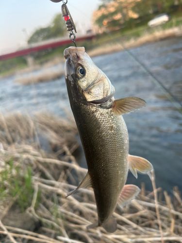 ウグイの釣果