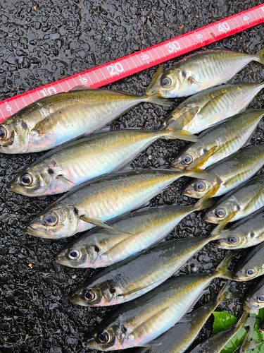 アジの釣果