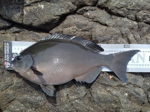 オナガグレの釣果