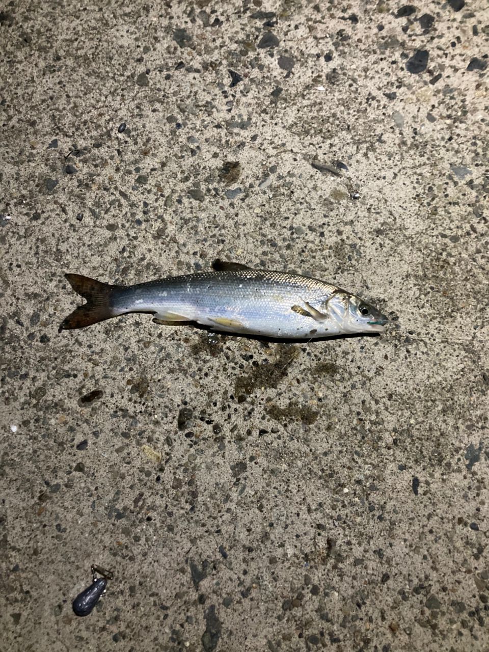 ウグイ