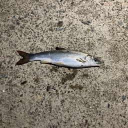 ウグイ