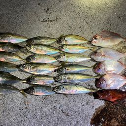 アジ