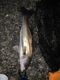 フッコ（マルスズキ）の釣果