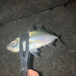 アジ