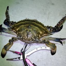 ワタリガニ