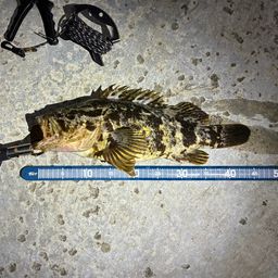 ベッコウゾイ