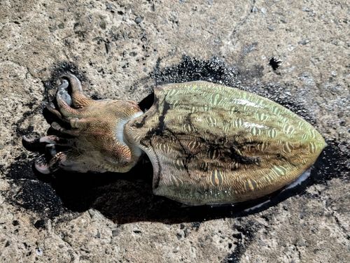 モンゴウイカの釣果