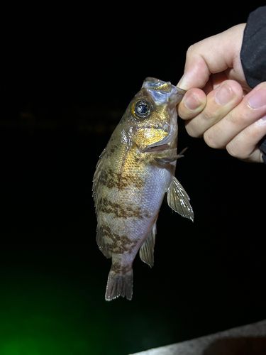 メバルの釣果