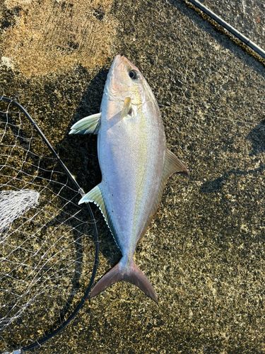 ショゴの釣果