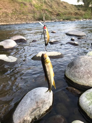 カワムツの釣果