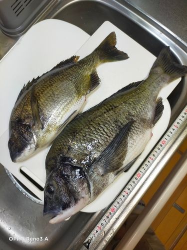 チヌの釣果