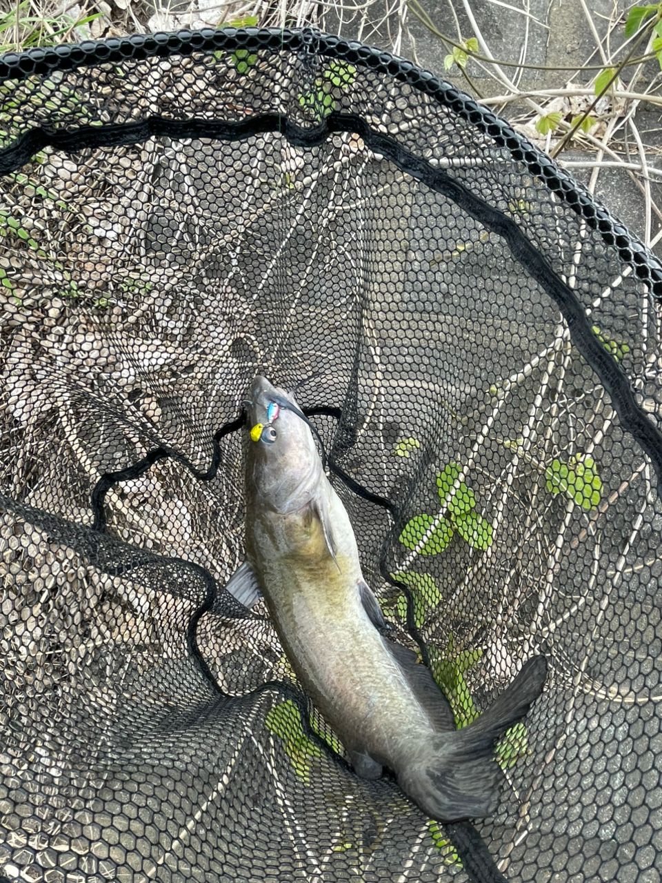 アメリカナマズ