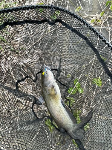 アメリカナマズの釣果