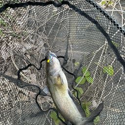 アメリカナマズ