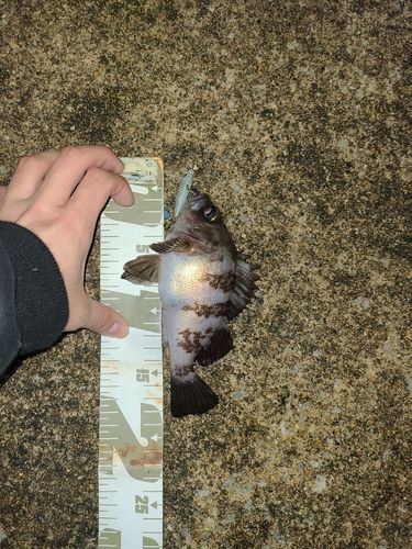 メバルの釣果