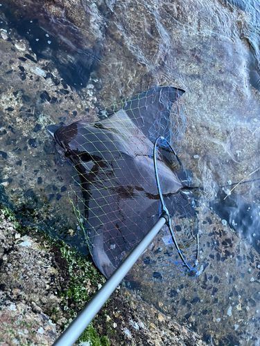 ナルトビエイの釣果