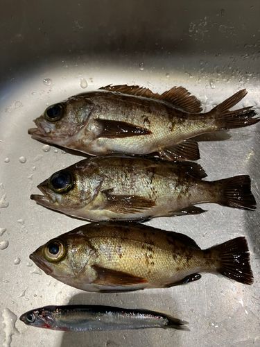 シロメバルの釣果