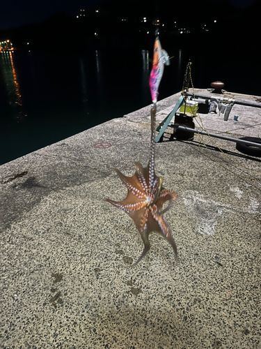 タコの釣果