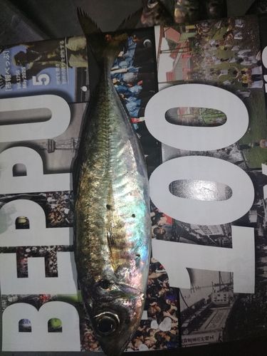 マアジの釣果