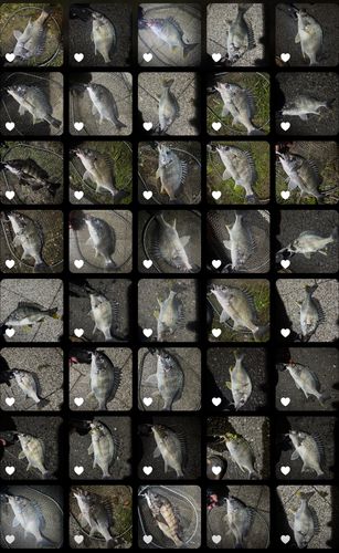 クロダイの釣果