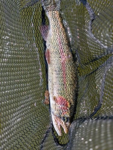 ニジマスの釣果