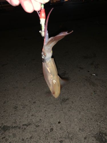 マメイカ