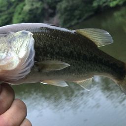 ブラックバス