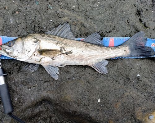 フッコ（マルスズキ）の釣果