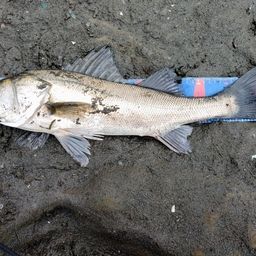 フッコ（マルスズキ）