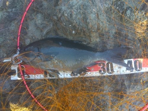 オナガグレの釣果