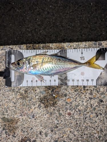 釣果