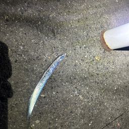 タチウオ